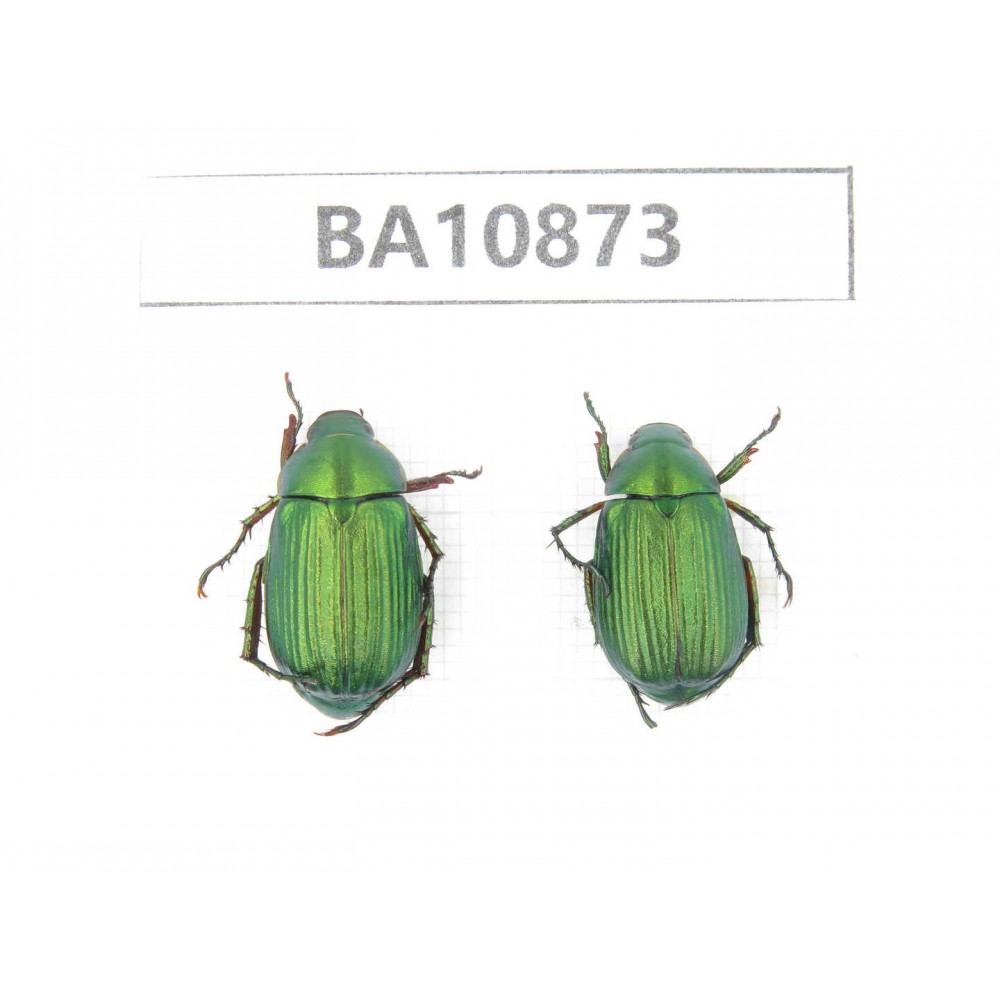 Rutelidae sp. China, Yunnan, Honghe, Pingbian county. 2Pcs. BA10873.
