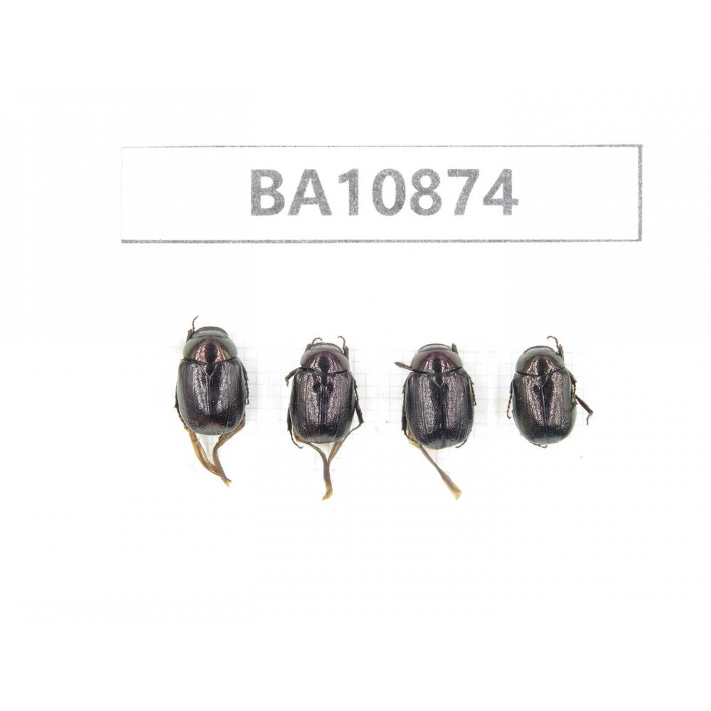 Rutelidae sp. China, Yunnan, Honghe, Pingbian county. 4Pcs. BA10874.