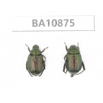 Rutelidae sp. China, Yunnan, Honghe, Pingbian county. 2Pcs. BA10875.