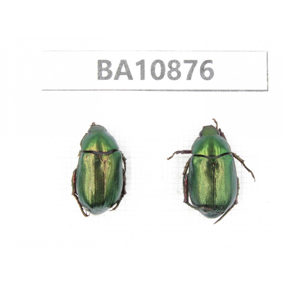 Rutelidae sp. China, Yunnan, Honghe, Pingbian county. 2Pcs. BA10876.