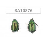 Rutelidae sp. China, Yunnan, Honghe, Pingbian county. 2Pcs. BA10876.