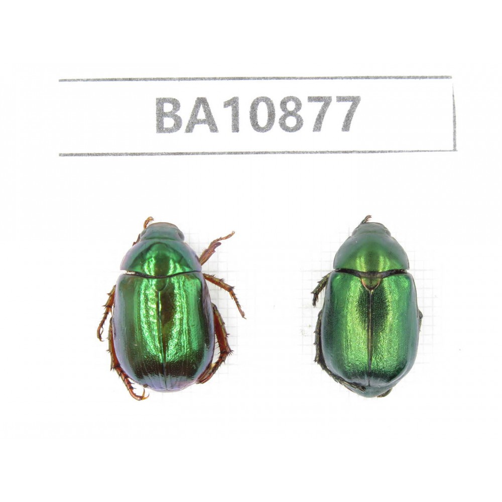 Rutelidae sp. China, Yunnan, Honghe, Pingbian county. 2Pcs. BA10877.