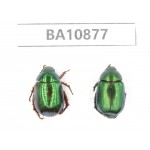 Rutelidae sp. China, Yunnan, Honghe, Pingbian county. 2Pcs. BA10877.