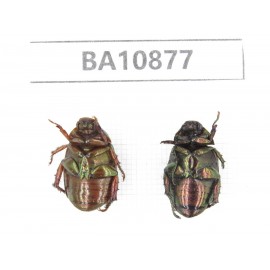 Rutelidae sp. China, Yunnan, Honghe, Pingbian county. 2Pcs. BA10877.