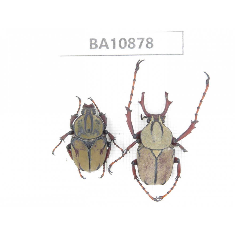Rutelidae sp. China, Yunnan, Honghe, Pingbian county. 1P. BA10878.