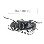 Cerambycidae sp. China, Yunnan, Honghe, Pingbian county. 1Pcs. BA10879.