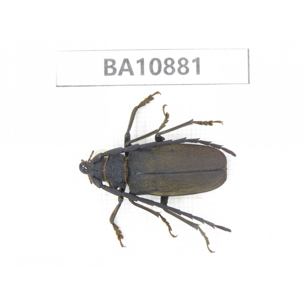 Cerambycidae sp. China, Yunnan, Honghe, Pingbian county. 1Pcs. BA10881.