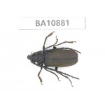 Cerambycidae sp. China, Yunnan, Honghe, Pingbian county. 1Pcs. BA10881.