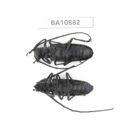 Cerambycidae sp. China, Yunnan, Honghe, Pingbian county. 2Pcs. BA10882.