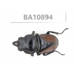 Neolucanus sp. China, Yunnan, Honghe, Pingbian county. 1M. BA10894.