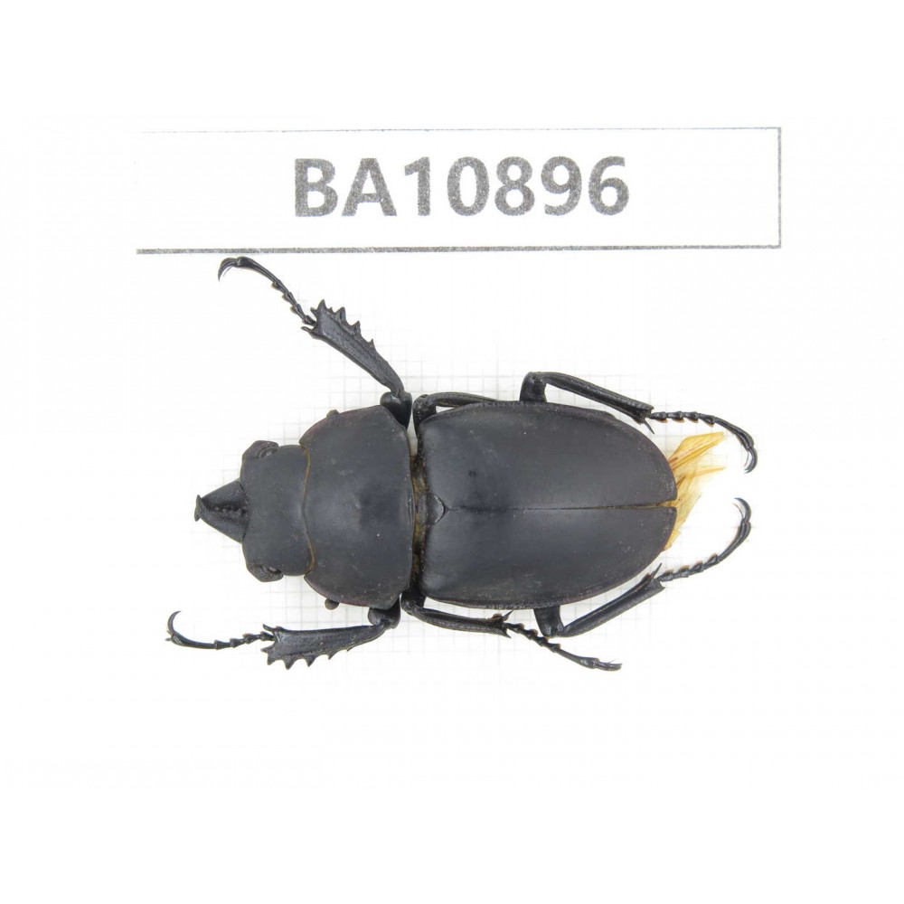 Neolucanus sp. China, Yunnan, Honghe, Pingbian county. 1M. BA10896.