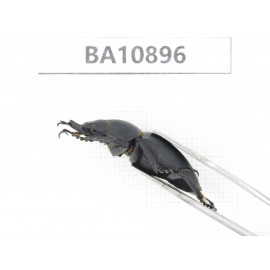 Neolucanus sp. China, Yunnan, Honghe, Pingbian county. 1M. BA10896.