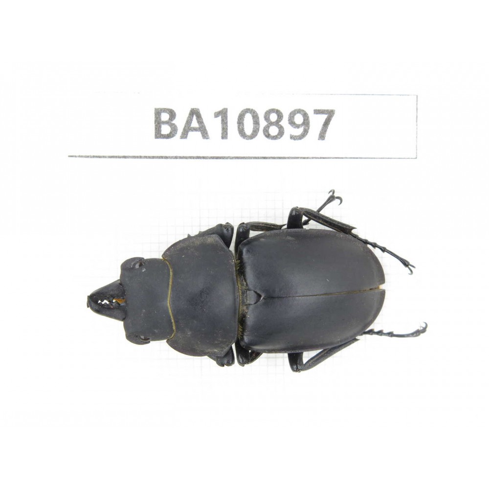 Neolucanus sp. China, Yunnan, Honghe, Pingbian county. 1M. BA10897.