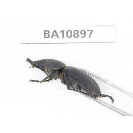 Neolucanus sp. China, Yunnan, Honghe, Pingbian county. 1M. BA10897.