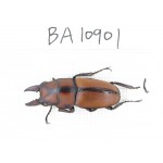Prosopocoilus sp. China, Yunnan, Honghe, Pingbian county.1M. BA10901.