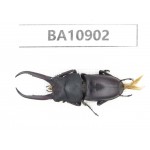 Prosopocoilus sp. China, Yunnan, Honghe, Pingbian county.1M. BA10902.