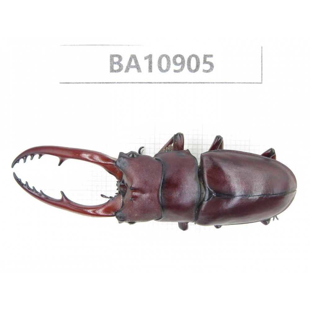 Prosopocoilus sp. China, Yunnan, Honghe, Pingbian county.1M. BA10905.