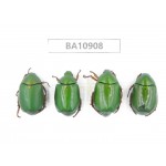 Rutelidae sp. China, Yunnan, Chuxiong, Shuangbai county. 4Pcs. BA10908.