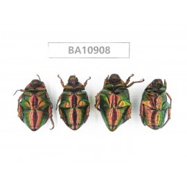 Rutelidae sp. China, Yunnan, Chuxiong, Shuangbai county. 4Pcs. BA10908.