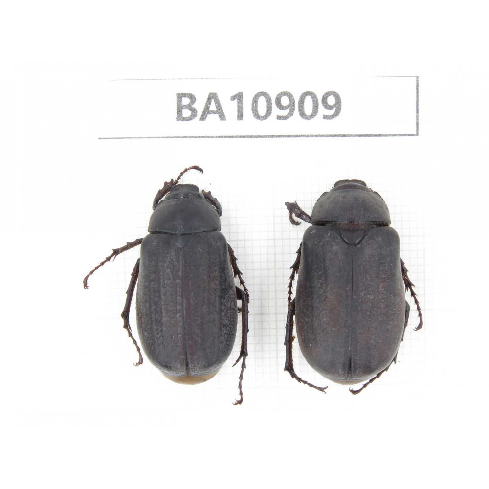 Melolonthidae sp. China, Yunnan, Chuxiong, Shuangbai county. 2Pcs. BA10909.
