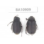 Melolonthidae sp. China, Yunnan, Chuxiong, Shuangbai county. 2Pcs. BA10909.
