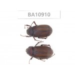 Melolonthidae sp. China, Yunnan, Chuxiong, Shuangbai county. 2Pcs. BA10910.
