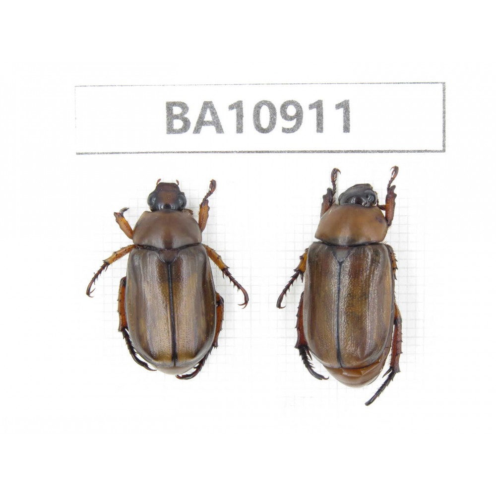 Melolonthidae sp. China, Yunnan, Chuxiong, Shuangbai county. 2Pcs. BA10911.