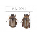 Melolonthidae sp. China, Yunnan, Chuxiong, Shuangbai county. 2Pcs. BA10911.