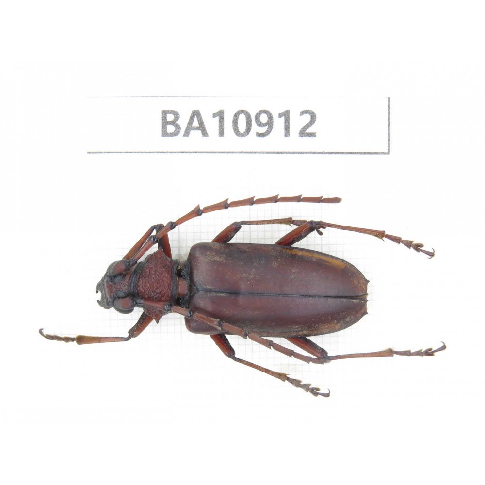Cerambycidae sp. China, Yunnan, Chuxiong, Shuangbai county.  1Pcs. BA10912.