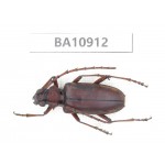 Cerambycidae sp. China, Yunnan, Chuxiong, Shuangbai county.  1Pcs. BA10912.