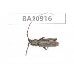 Cerambycidae sp. China, Yunnan, Chuxiong, Shuangbai county.  1Pcs. BA10916.