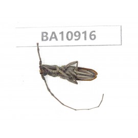 Cerambycidae sp. China, Yunnan, Chuxiong, Shuangbai county.  1Pcs. BA10916.
