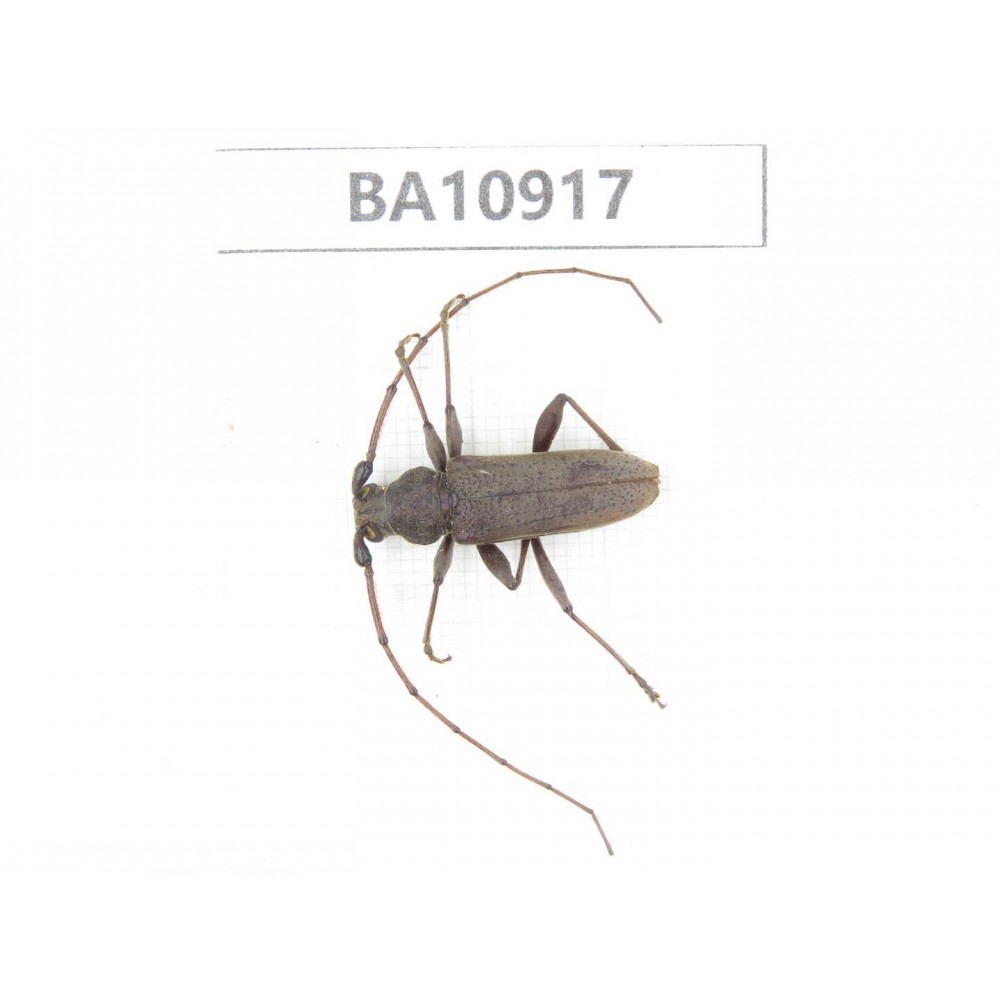 Cerambycidae sp. China, Yunnan, Chuxiong, Shuangbai county.  1Pcs. BA10917.