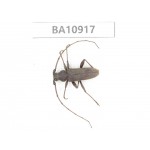Cerambycidae sp. China, Yunnan, Chuxiong, Shuangbai county.  1Pcs. BA10917.