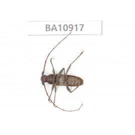Cerambycidae sp. China, Yunnan, Chuxiong, Shuangbai county.  1Pcs. BA10917.