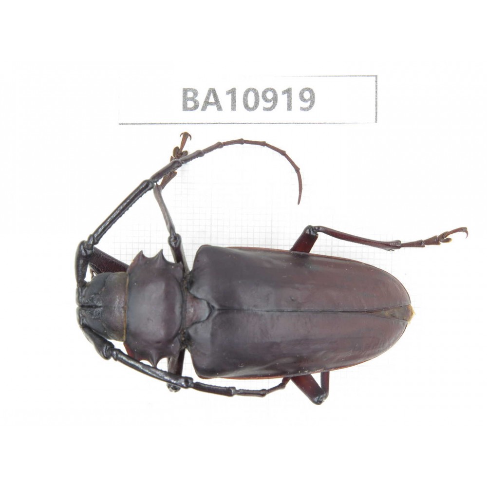 Cerambycidae sp. China, Yunnan, Chuxiong, Shuangbai county.  1Pcs. BA10919.