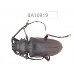 Cerambycidae sp. China, Yunnan, Chuxiong, Shuangbai county.  1Pcs. BA10919.