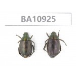 Rutelidae sp. China, Yunnan, Nujiang, Fugong county. 2Pcs. BA10925.