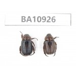 Rutelidae sp. China, Yunnan, Nujiang, Fugong county. 2Pcs. BA10926.