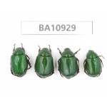 Rutelidae sp. China, Yunnan, Nujiang, Fugong county. 4Pcs. BA10929.