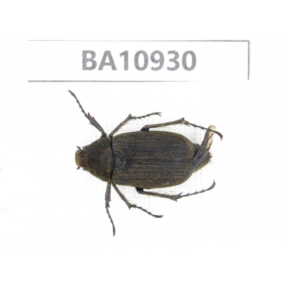 Melolonthidae sp. China, Yunnan, Nujiang, Fugong county. 1Pcs. BA10930.