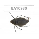 Melolonthidae sp. China, Yunnan, Nujiang, Fugong county. 1Pcs. BA10930.