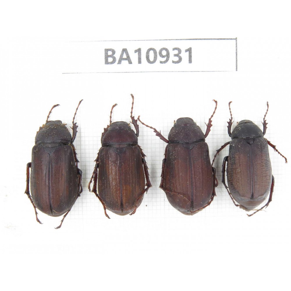 Melolonthidae sp. China, Yunnan, Nujiang, Fugong county. 4Pcs. BA10931.