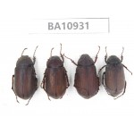 Melolonthidae sp. China, Yunnan, Nujiang, Fugong county. 4Pcs. BA10931.