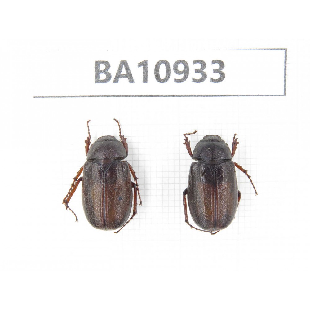 Melolonthidae sp. China, Yunnan, Nujiang, Fugong county. 2Pcs. BA10933.