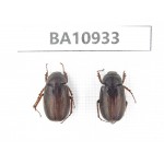 Melolonthidae sp. China, Yunnan, Nujiang, Fugong county. 2Pcs. BA10933.