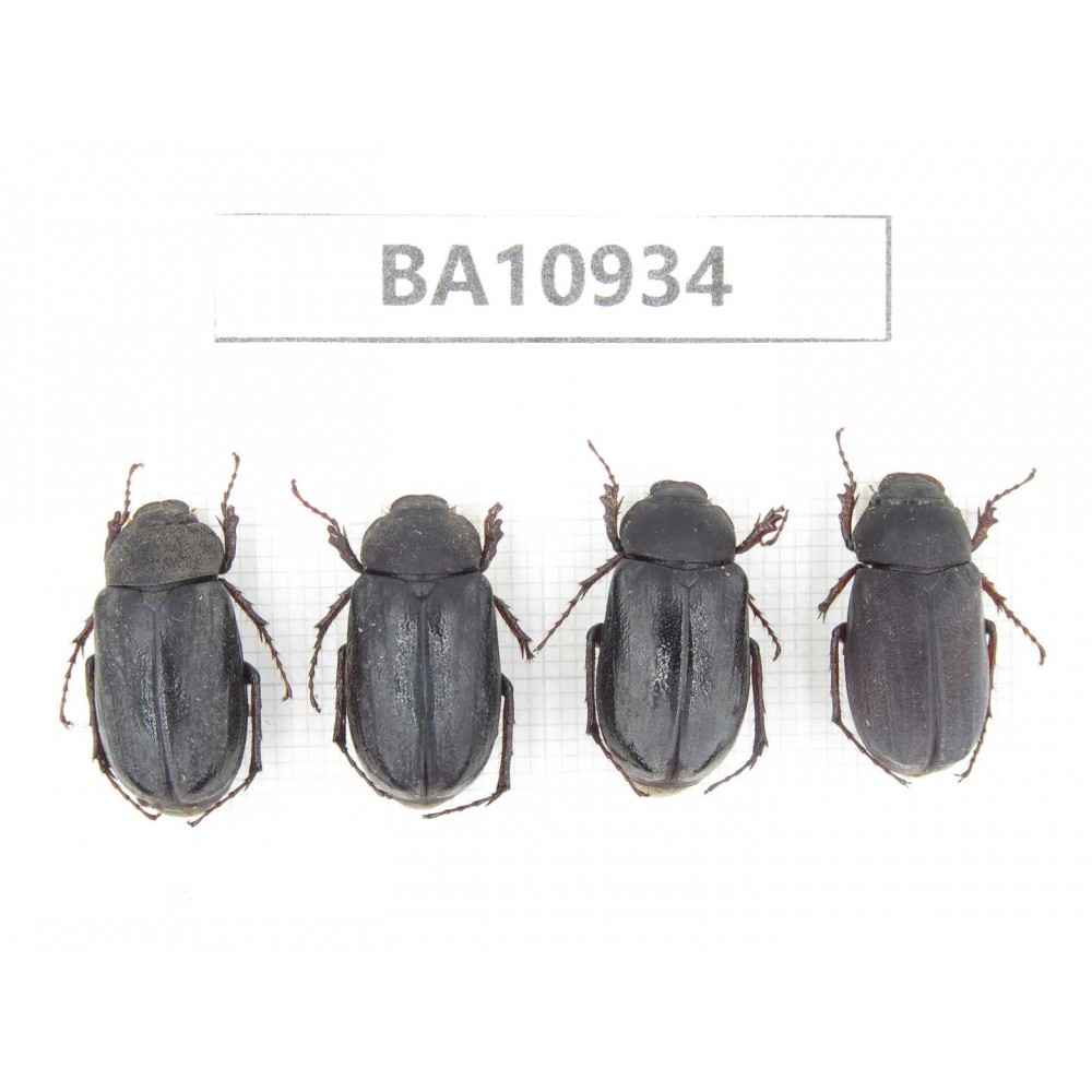 Melolonthidae sp. China, Yunnan, Nujiang, Fugong county. 4Pcs. BA10934.