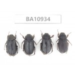 Melolonthidae sp. China, Yunnan, Nujiang, Fugong county. 4Pcs. BA10934.