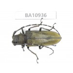 Cerambycidae sp. China, Yunnan, Nujiang, Fugong county.1Pcs. BA10936.