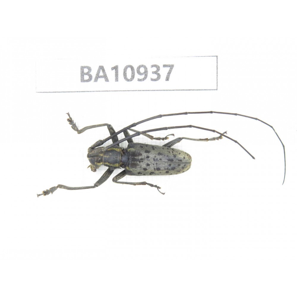 Cerambycidae sp. China, Yunnan, Nujiang, Fugong county.1Pcs. BA10937.